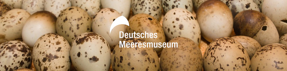 Meeressammlungen Online