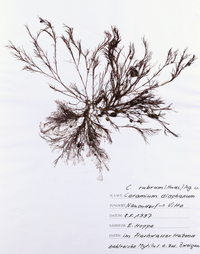 Ceramium virgatum