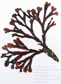Fucus serratus