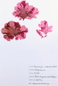 Phycodoras rubens
