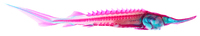 Acipenser stellatus