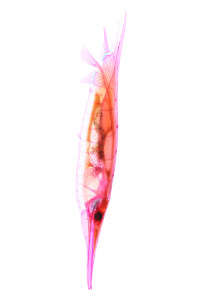 Aeoliscus strigatus