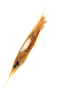 Seitenansicht / Lateral view - Foto: Timo Moritz