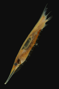 Seitenansicht / Lateral view - Foto: Timo Moritz