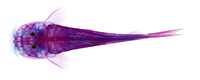 Astroblepus sp.