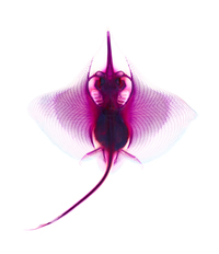 Dipturus oxyrinchus