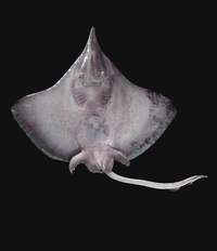 Ventrale Ansicht / Ventral view - Foto: Timo Moritz