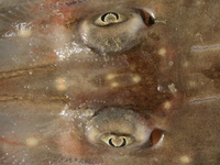 Augen / Eyes - Foto: Timo Moritz