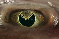 Auge / Eye - Foto: Timo Moritz