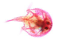 Halieutaea fumosa