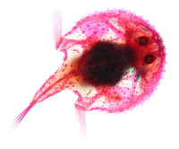 Ventrale Ansicht / Ventral view - Foto: Timo Moritz