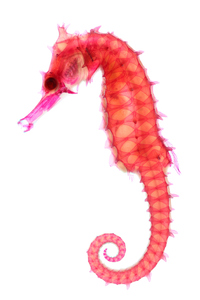 Hippocampus kuda