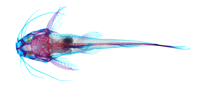 Mochokus niloticus