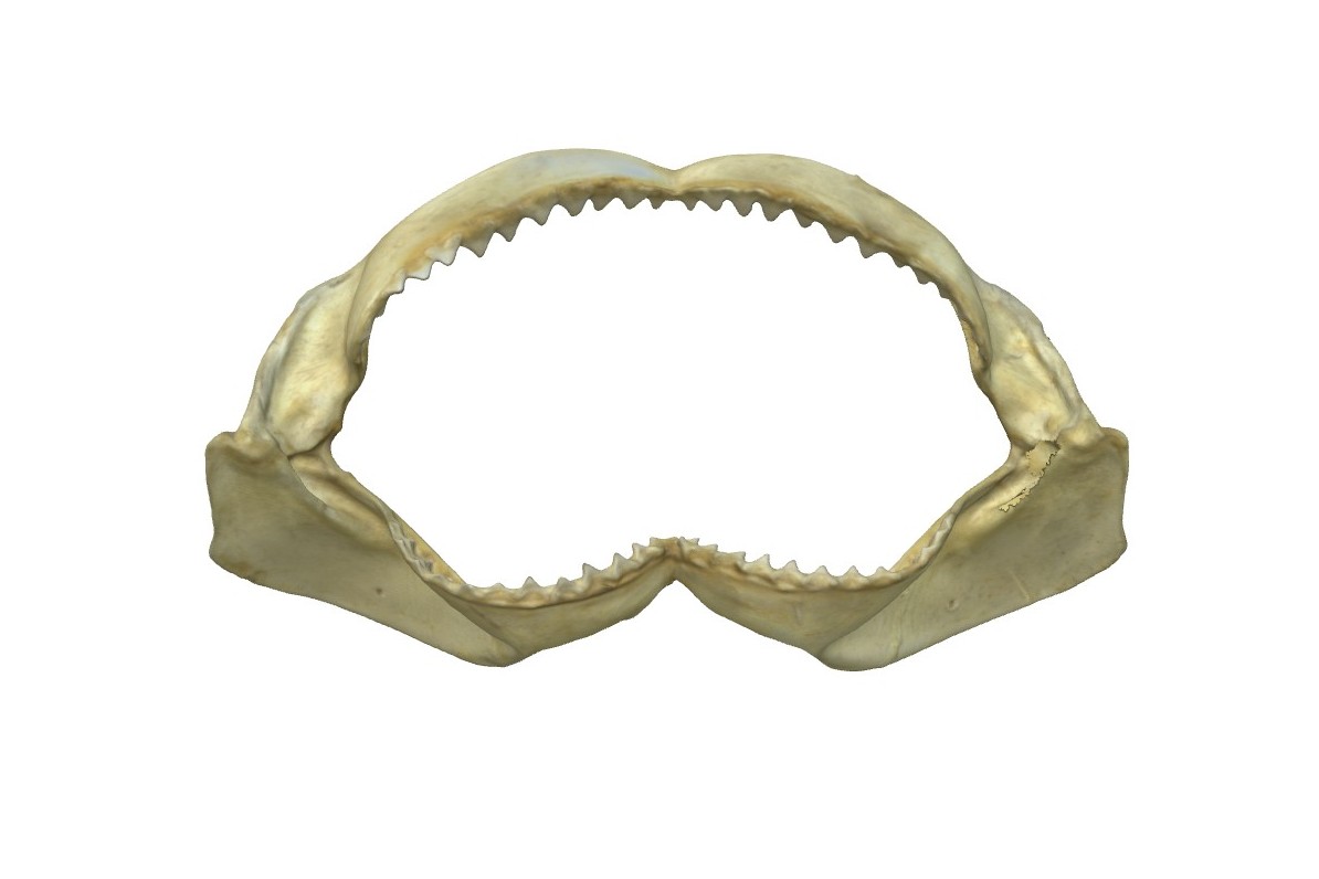 Carcharhinus leucas