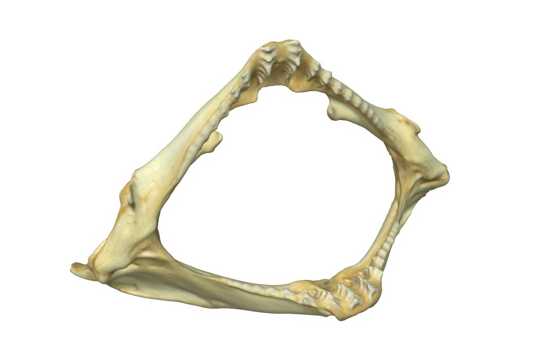 3D-Model: Ádám Pereszlényi