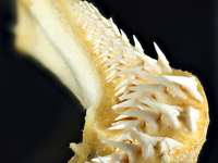Orectolobus ornatus