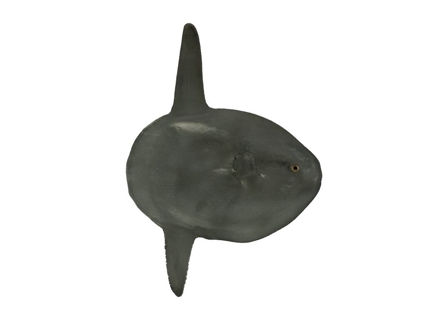 Mola mola