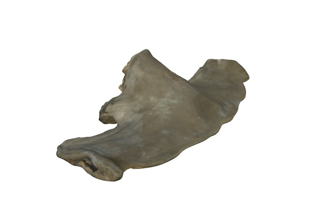 Sphyrna sp.