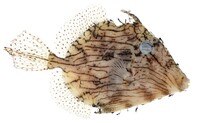 Chaetodermis penicilligerus