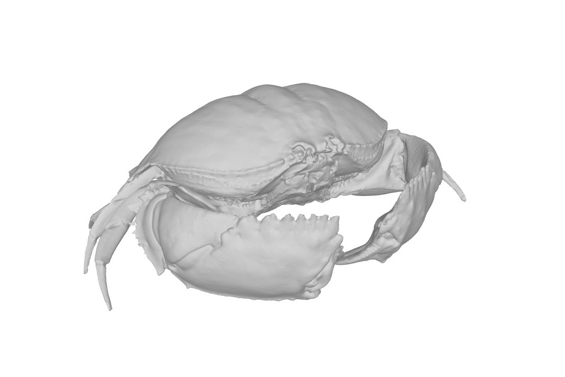 Calappa lophos