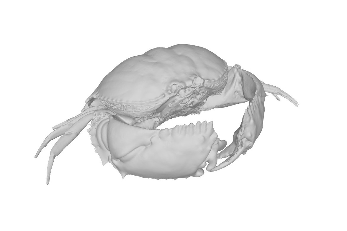 Calappa philargius
