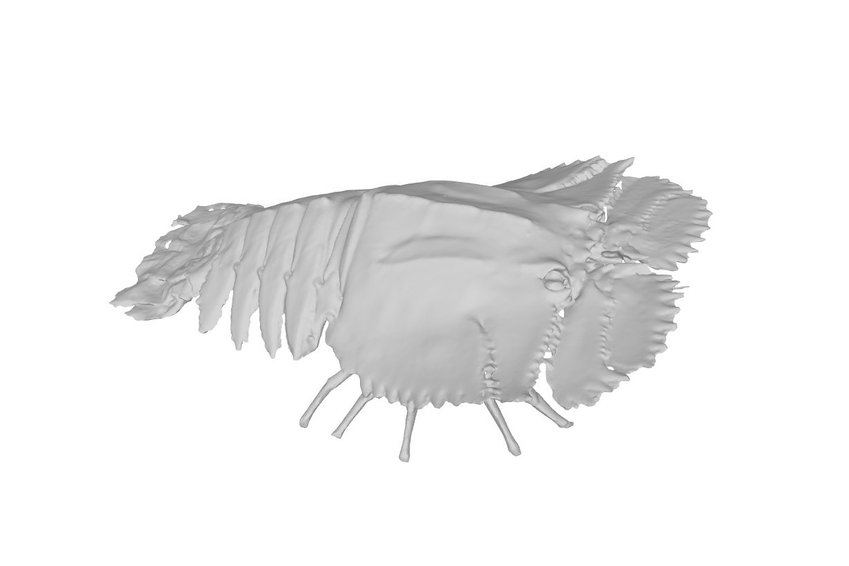 Ibacus ciliatus