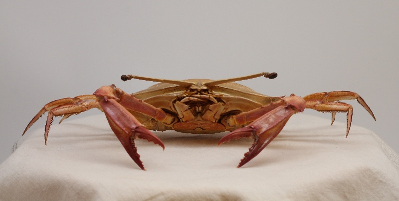 Podophthalmus vigil