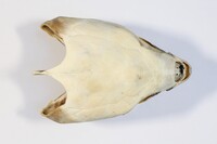 Dorsalansicht / Dorsal view - Foto: Ádám Pereszlényi