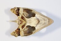 Ventrale Ansicht / Ventral view - Foto: Ádám Pereszlényi
