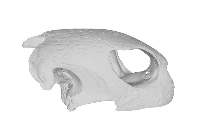 3D model: Ádám Pereszlényi