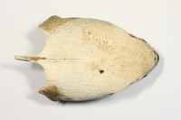 Dorsalansicht / Dorsal view - Foto: Ádám Pereszlényi