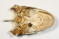 Ventrale Ansicht / Ventral view - Foto: Ádám Pereszlényi