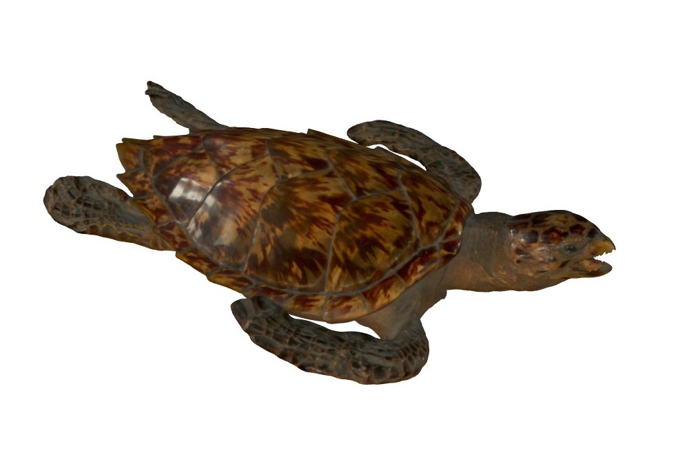 3D-Model: Ádám Pereszlényi