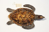 Eretmochelys imbricata
