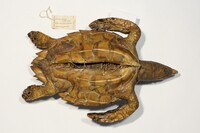 Ventrale Ansicht / Ventral view - Foto: Ádám Pereszlényi