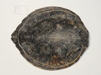 Eretmochelys imbricata