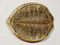 Carapax - Foto: Ádám Pereszlényi