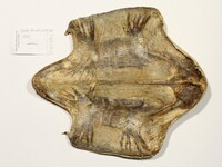 Plastron - Foto: Ádám Pereszlényi