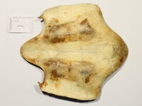 Plastron - Foto: Ádám Pereszlényi