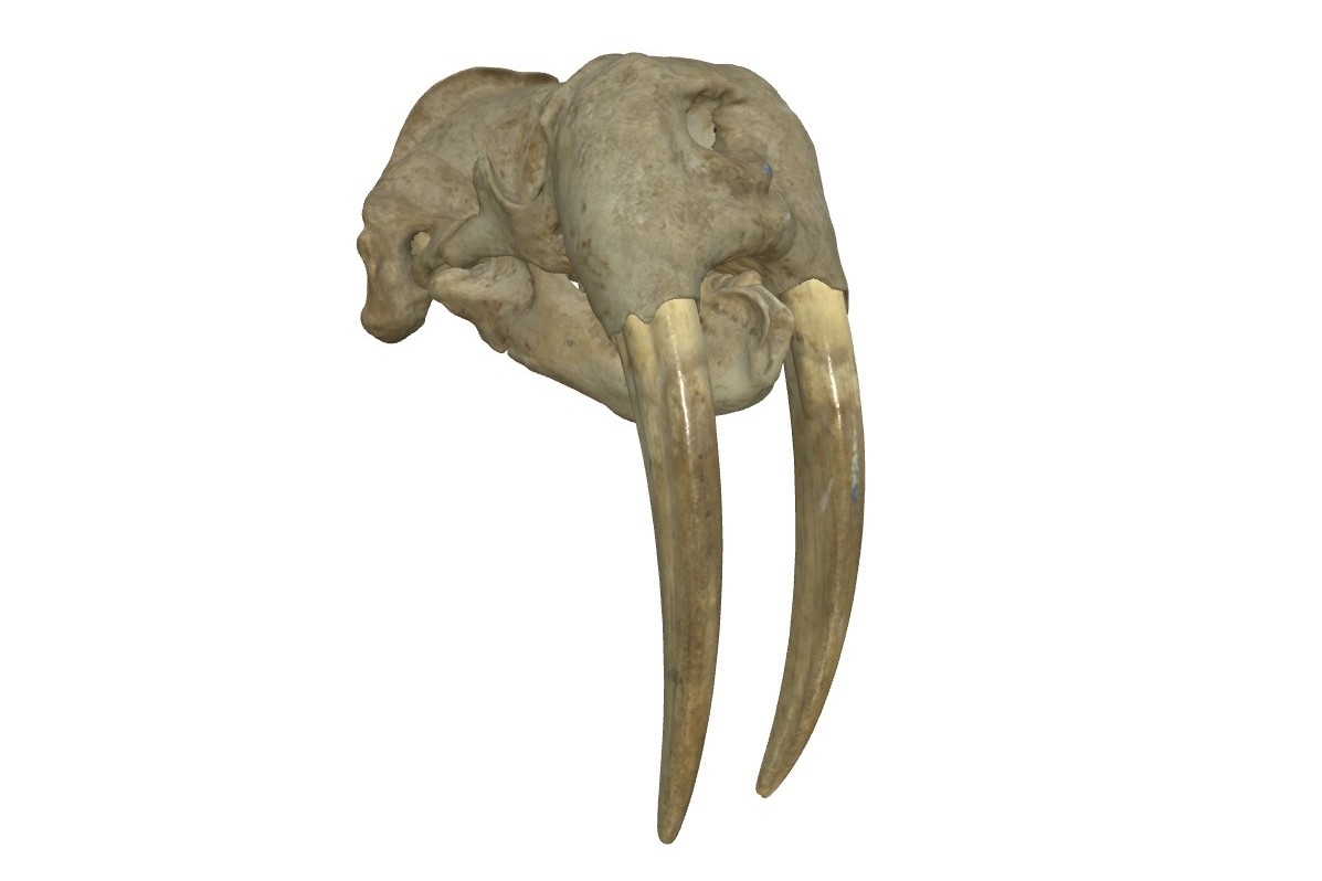 Odobenus rosmarus