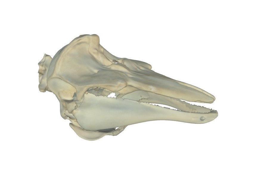 3D-Model: Ádám Pereszlényi
