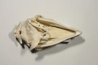 Ventrale Ansicht / Ventral view - Foto: Ádám Pereszlényi