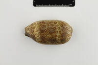 Arestorides argus