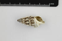 Cerithium nodulosum