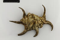 Harpago chiragra