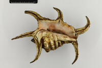 Ventrale Ansicht / Ventral view - Foto: Ádám Pereszlényi