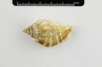 Margistrombus marginatus