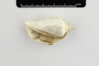 Ventrale Ansicht / Ventral view - Foto: Ádám Pereszlényi