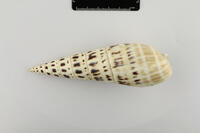 Oxymeris maculata