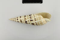 Ventrale Ansicht / Ventral view - Foto: Ádám Pereszlényi